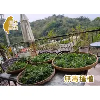 在飛比找蝦皮購物優惠-香草、乾燥香草、優頓草、艾草、白鶴靈芝、檸檬香茅、檸檬馬鞭草