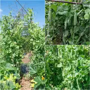 Pea (Shelling) - Telephone/ Alderman seeds