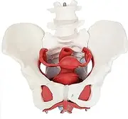 6-Parts Female Pelvis and Perineum Model,Female Pelvic Floor Muscle Anatomical Model & Uterus Vagina Ovary for Teaching Learning, Display