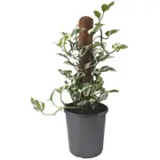170mm Snow Queen Pothos - Epipremnum aureum Snow Queen