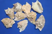 Hawkwing Seashells,Craft shell, Supply,Beach Decor-beach art,collectible SS-351