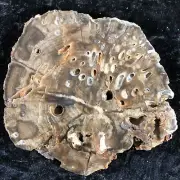Teredo Bored Petrified Wood Juniper Kerrville, Texas Cretaceous 5.75”x5” Fossil