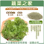 蔬菜之家滿額免運【00A57-1】大包裝.粉紅天使萵苣種子35克(約35000顆)//葉面縐呈現大波浪狀，葉色黃綠，葉綠