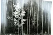 Aspens Northern New Mexico 1955 photo by Ansel Adams POSTCARD A-55 VII