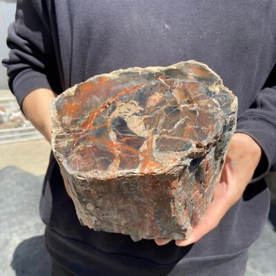 12.9lb Natural petrified stump wood rough Wood fossil mineral specimen healing
