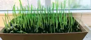 CAT GRASS Organic Sprouted Ready to eat.Digestive Aid Kitchen Window