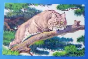 Postcard "Bobcat" 1958 National Wildlife Federation Painted by Fred Everett