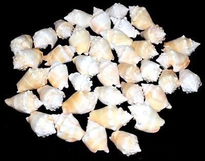 Snail Shells 2.5" x 1.5" (Average) - Crafts - Decoration - Garden (3 dozen)
