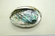 Natural Abalone Shell Smudge Bowl | 4 to 5 inch | Sage Smudging