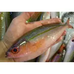 野生紅尾冬🌺沖繩代表魚