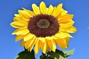 Sunflower Giant Single 20 Seeds - Helianthus annuus - Flower Garden Seeds