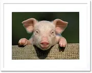Photo Animal Pig Piglet Cute Farm Pink Baby Babe Picture Framed Wall Art Print