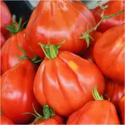 Tomato - Big Pear seeds