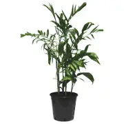 250mm Bamboo Palm - Chamaedorea Erumpens