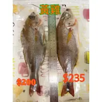 在飛比找蝦皮購物優惠-㊣澎湖野生頂級黃雞魚