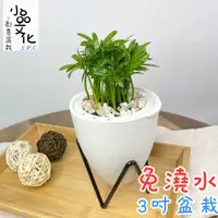 在飛比找蝦皮商城優惠-【小品文化】羅漢松【現貨】3吋蛋型免澆水盆栽 懶人盆栽 觀葉