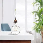 Generic Avocado Seed Vase Planter, Clear Avocado Tree Growing Kit Pot, Avocado Growing Glass Plant Pot, Avocado Saver Glass Holder, Elegant Plant Vase Gifts for Gardening Lovers, RP0RZOI3HBG4X5SSE3Q