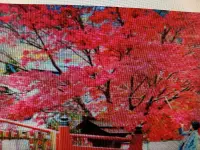 在飛比找露天拍賣優惠-傳家寶老粗頭8公分高180公分日本鮮豔小葉品種紅楓樹槭樹,名