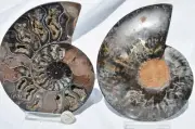 Large Black Ammonite PAIR Deep Crystals 110myo Dino age Fossil 153mm 6.0" 9536cc