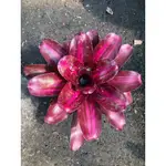 漫活雨林 NEOREGELIA SWEET VIBRATIONS 甜蜜波動 /五彩積水鳳梨/積水鳳梨/觀賞/園藝