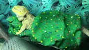 WINTER PRINTS #4 LRG ATTACHABLE RESTING WHOLE SET BED COVERS 4 BEARDED DRAGONS
