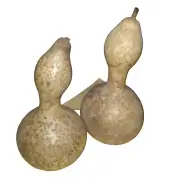 Two Dried Gourds For Crafting Birdhouse 11" & 12" Whole Organic Washed w/ Seeds