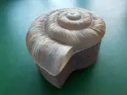 Midwest Designs Wooden Conch Shell Trinket Box (CL 70)