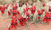 Sturt's Desert Pea 50 Seeds - Swainsona Formosa Native Wildflower