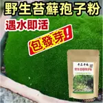 【.💕台灣發貨】進口苔藓孢子粉 青苔植物种子 遇水即活 四季鲜活 包出芽 吸水上水石盆栽假山盆铺面微景观