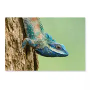 Lue Lizard with Big Eye Print 100% Australian Made 150 x 100cm (Acrylic)