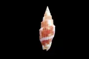 Sea shell - Vexillum costatum- 27mm