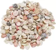 80Grams about 750Pcs Tiny Small Seashell Beach Spiral Shells Mini Conch Natural