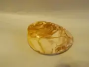 CLAM SHELL FOSSIL POLISHED UNIQUE PATTERN LARGE 8.3 OZ. MADAGASCAR