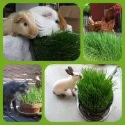Cat Grass Seeds - 25/100 grams > Organic Pet Sprouts > Rabbit Bird Dog Greens