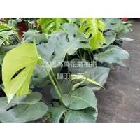 在飛比找蝦皮購物優惠-☆萬花叢★觀葉植物【龜背芋/電信蘭/龜甲蘭/龜甲芋】★8吋盆