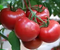 在飛比找Yahoo!奇摩拍賣優惠-菜根田以色列牛番茄種子10顆