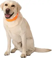 CoolerDog Hi-Vis Dog Cooling Collar - Orange Reflective Re-Freezable Ice Collar (Large)