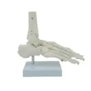 Anatomical Foot and Ankle Skeleton Model Human Right Foot Joint Skeleton Model