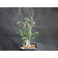 在飛比找蝦皮購物優惠-曼哈斯沒藥 Commiphora mahafafalensi