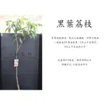 心栽花坊-黑葉荔枝/超取會斷頭/4吋/高壓苗/水果苗/荔枝品種/售價260特價200