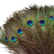 200 pieces/batch Peacock Feather Decoration 25-32CM Room Decoration