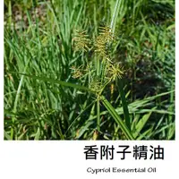 在飛比找蝦皮購物優惠-【ls】香附子精油 Cypriol Essential Oi