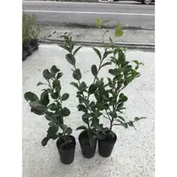 在飛比找蝦皮購物優惠-卉迎園藝 小果苦茶苗3.5吋盆/食用植物/新興果樹