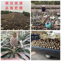 在飛比找蝦皮購物優惠-大樹*森果園**金鑽鳳梨*