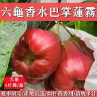 在飛比找松果購物優惠-【六龜蓮霧-產地新鮮直送】香水巴掌蓮霧-大果 (7.3折)