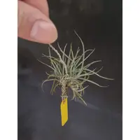 在飛比找蝦皮購物優惠-克洛卡塔 群生 香花品種 Tillandsia crocat