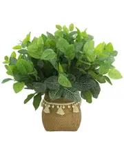 Creative Displays Outdoor Fittonia Bush