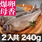 限量！南海豐【爆卵大尾母香魚】2尾入共240G 黃金色魚卵飽滿/迷人香氣鮮美肉質細緻/鹽烤最讚食材