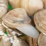 【SEA588】牛奶貝 馬蹄蛤 現貨 活體 野生
