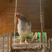 Chicken Swing Chicken Coop Toys Exercise Toy for Bird Budgie Macaw